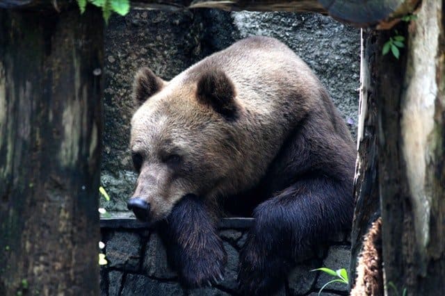 bearish marknad