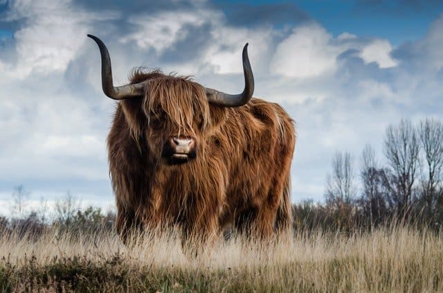 bullish marknad